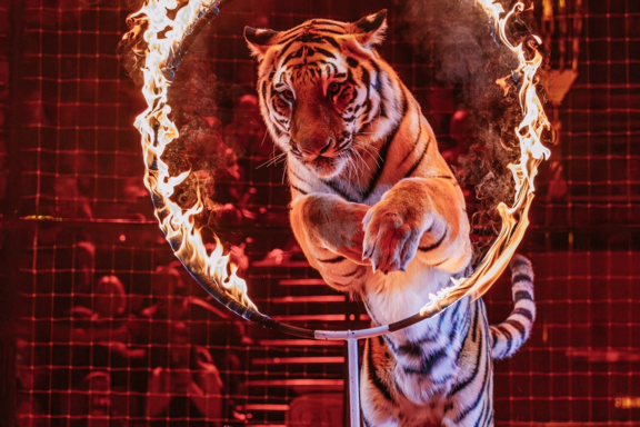 &Icy;&mcy;&pcy;&iecy;&rcy;&acy;&tcy;&ocy;&rcy;&scy;&kcy;&icy;&jcy; &tscy;&icy;&rcy;&kcy; &Mcy;&ocy;&rcy;&iecy;&tcy;&tcy;&icy; &Ucy;&lcy;&acy;&ncy;-&Ucy;&dcy;&ecy;